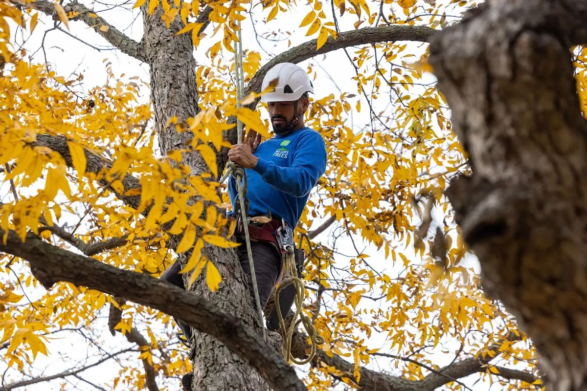 Skilled Storm Damage Cleanup crew working in Ivanhoe