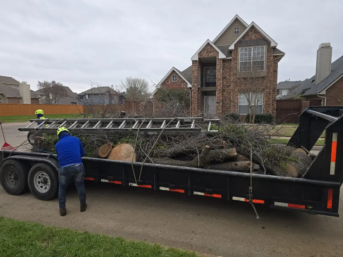 Expert Tree Removal with proper safety equipment in Ivanhoe